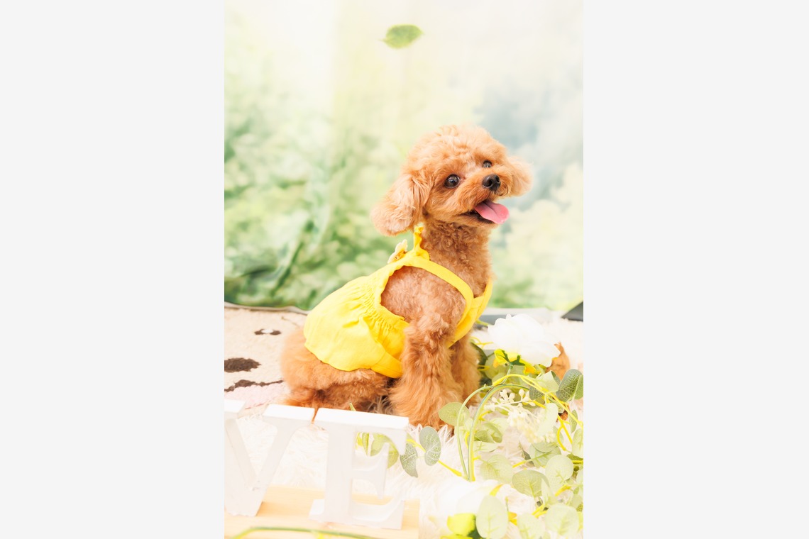 世登理恵が撮影した写真のアルバム「ペット」