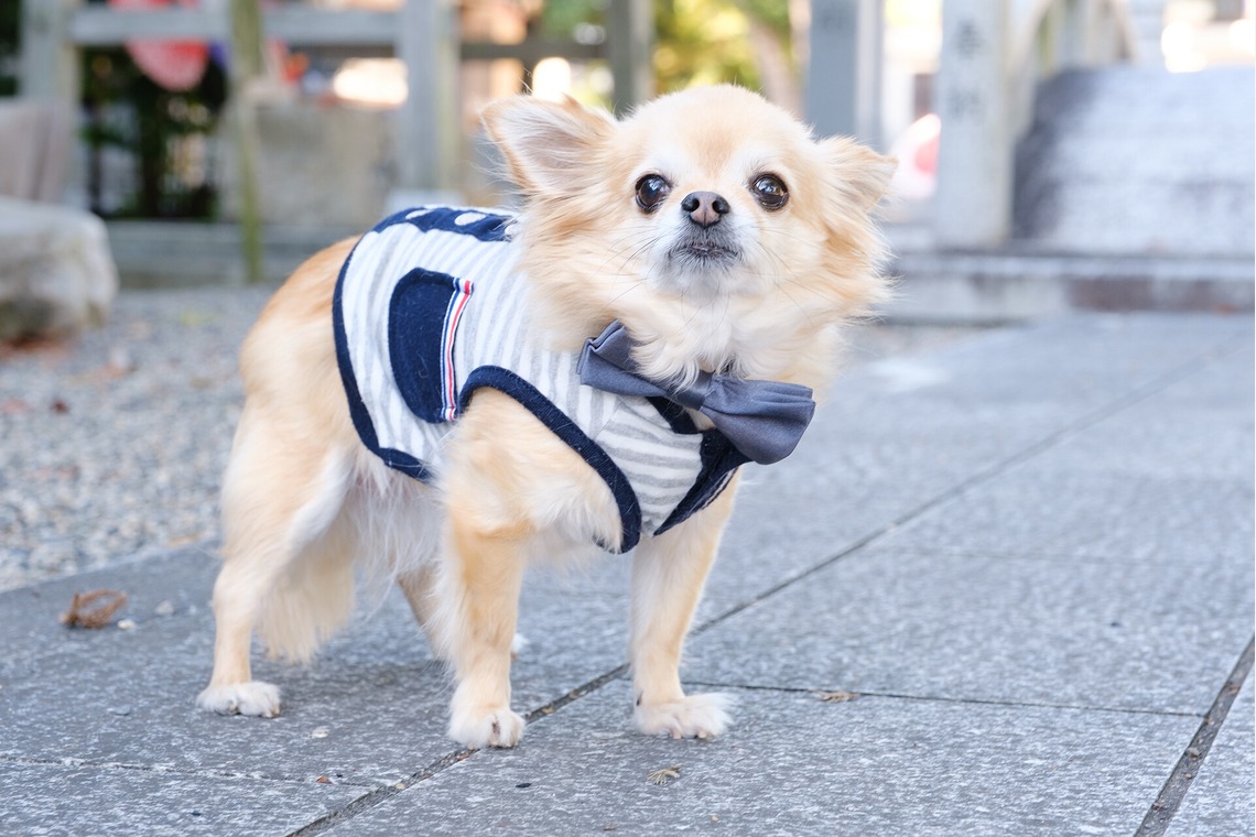 高夏写真店が出張撮影した家族写真(キッズ,ベビーフォト)などが写った「七五三の撮影」の家族写真