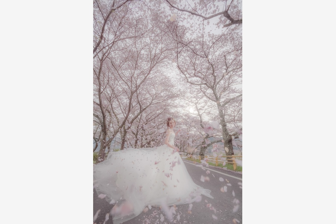  グラフィーズが撮影した写真のアルバム「桜」