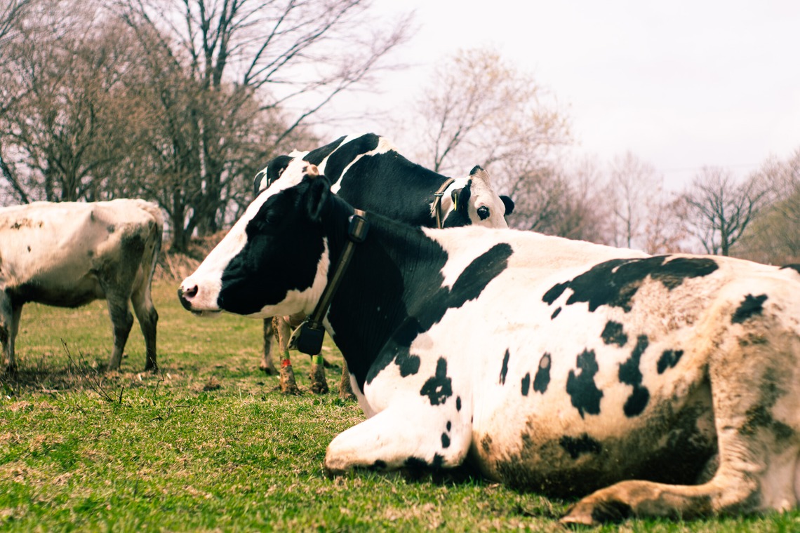神部葵が撮影した「菊地ファーム　春の初放牧公開イベント」の写真