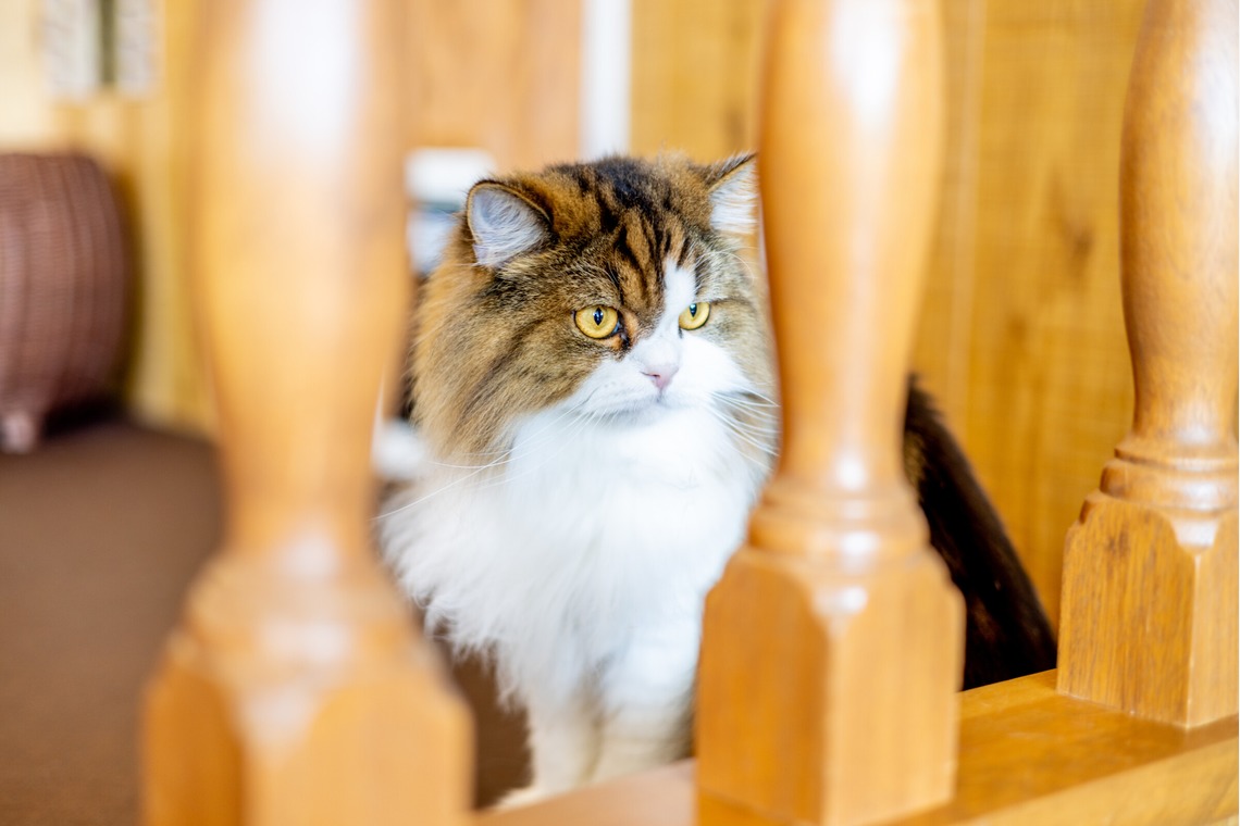 沖山俊樹が撮影した写真のアルバム「ペット_20230411_MOCHA原宿」