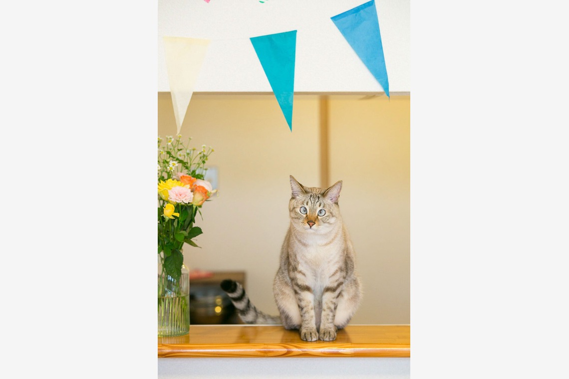 伊東武志が撮影した「商品撮影、動物、その他」の写真