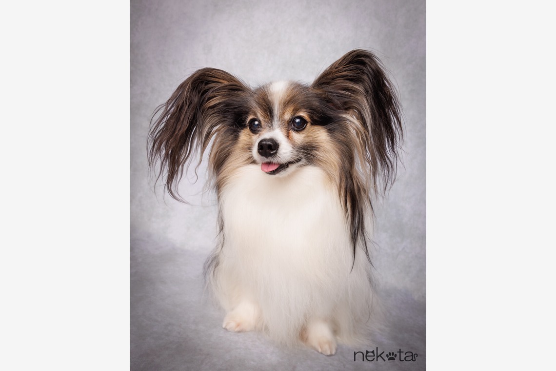 猫田晃広が撮影した「わんちゃん撮影」の写真