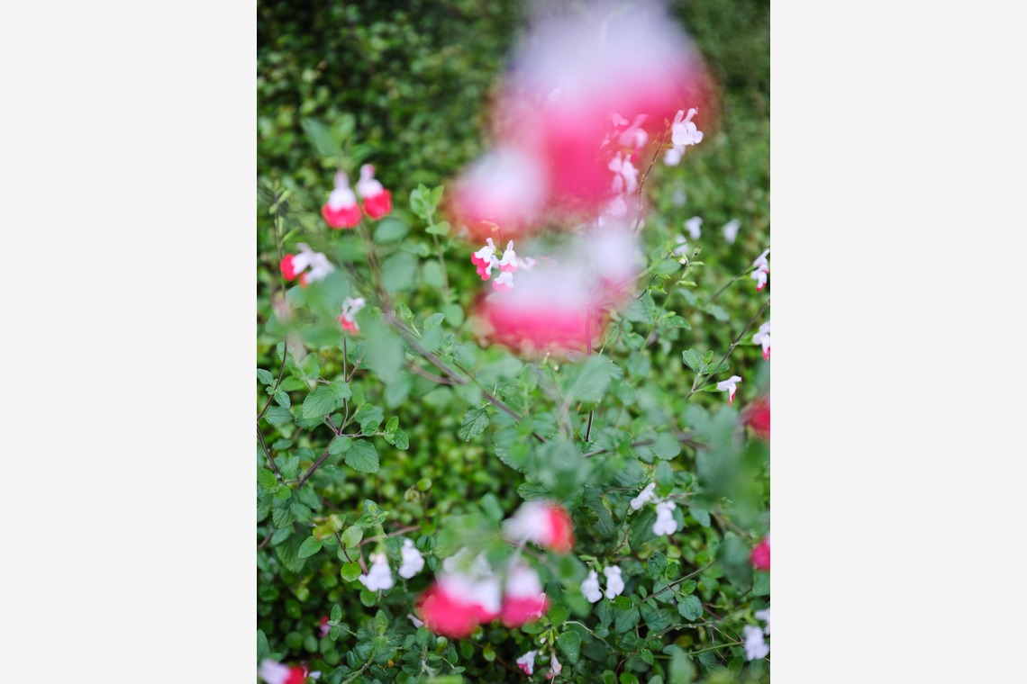 内山慎也が撮影した「植物」の写真