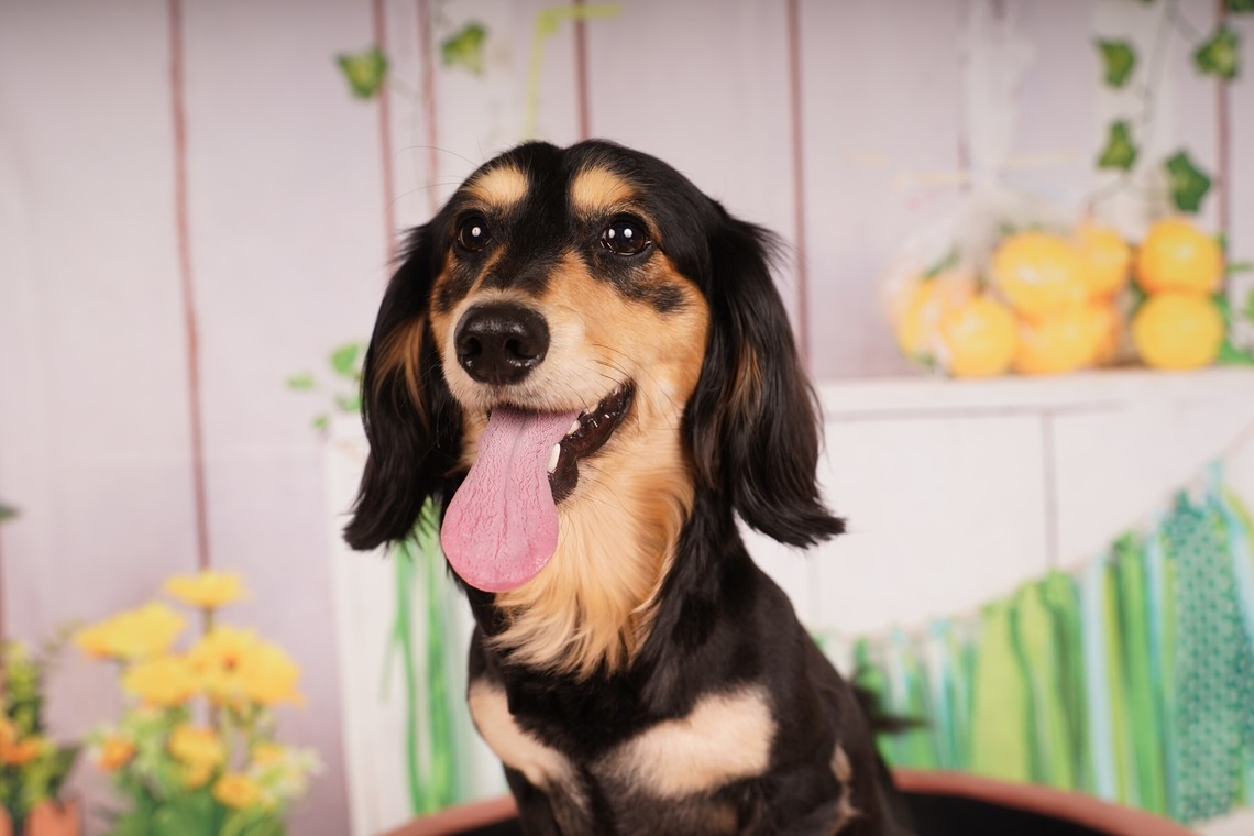 スタジオ　まるが撮影した写真のアルバム「ペット撮影」