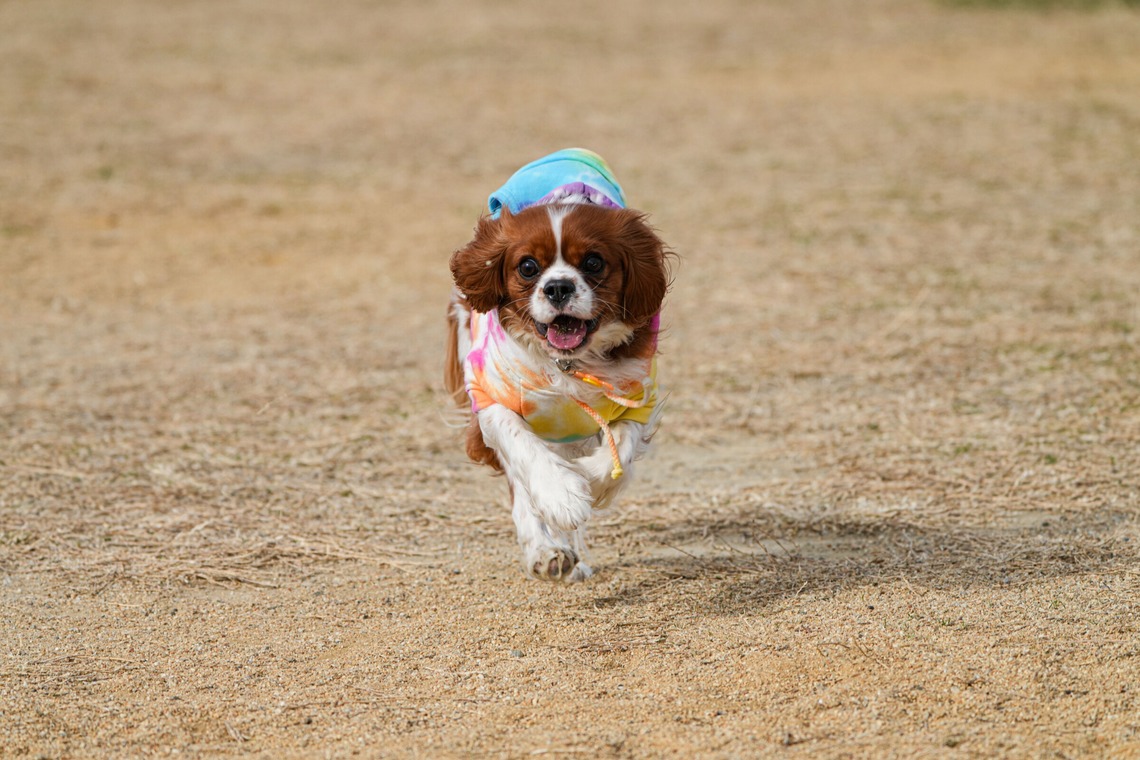 河野慈圓が撮影した「ペット撮影」の写真