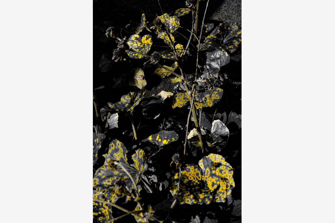 KotobukiPhotosが撮影した写真のアルバム「花・植物」