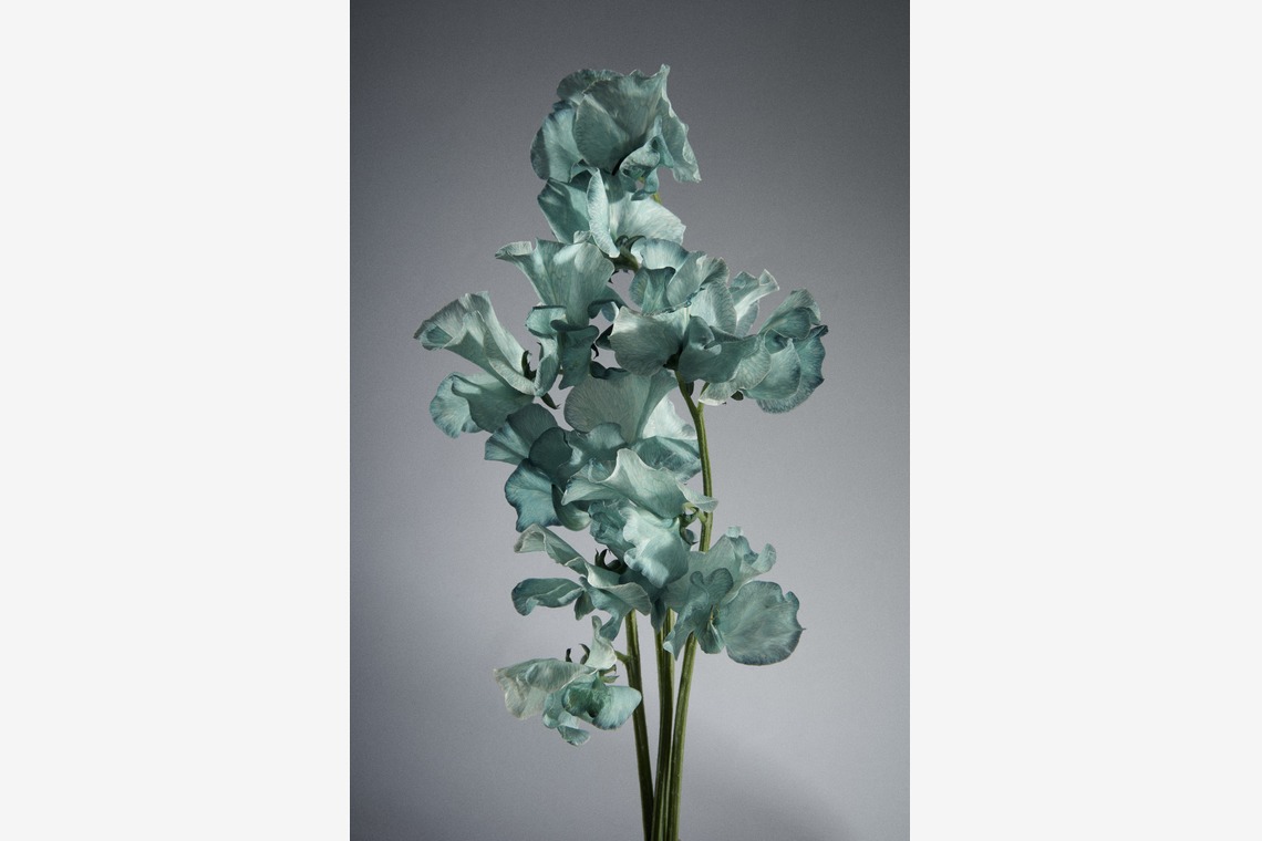 Nishizawa Yamatoが撮影した「Still Life」の写真