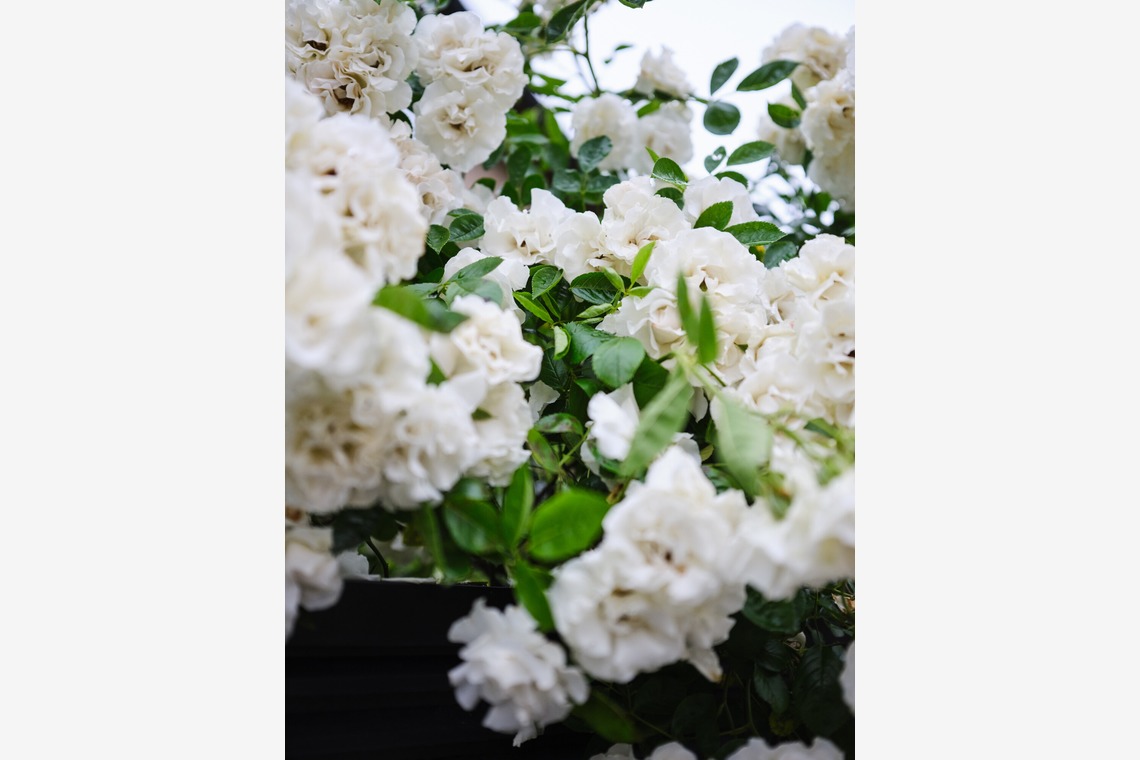 内山慎也が撮影した写真のアルバム「植物」