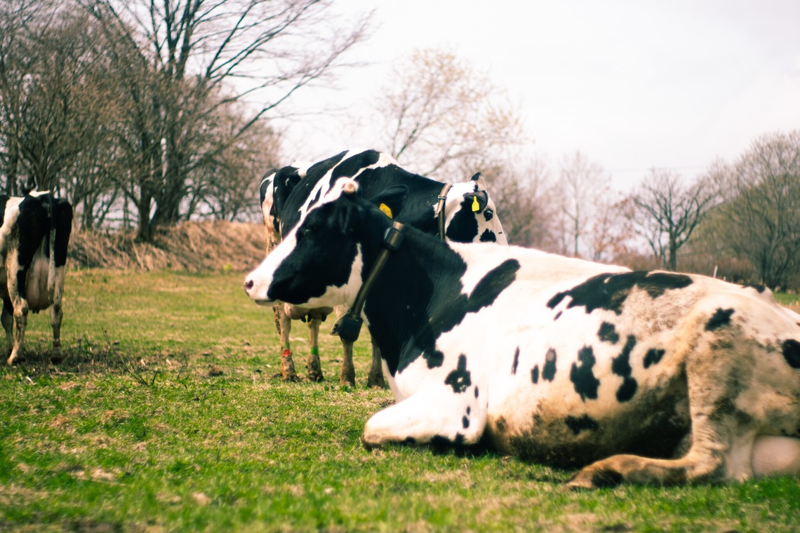 神部葵が撮影した「菊地ファーム　春の初放牧公開イベント」の写真