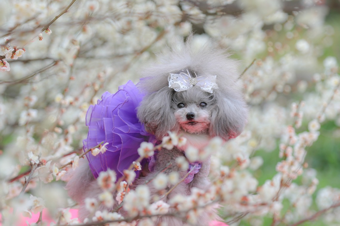 高橋 透（Coo&Sea STUDIO代表）が出張撮影した家族写真(キッズ,ベビーフォト)などが写った「梅de撮影会＠小田原」の家族写真