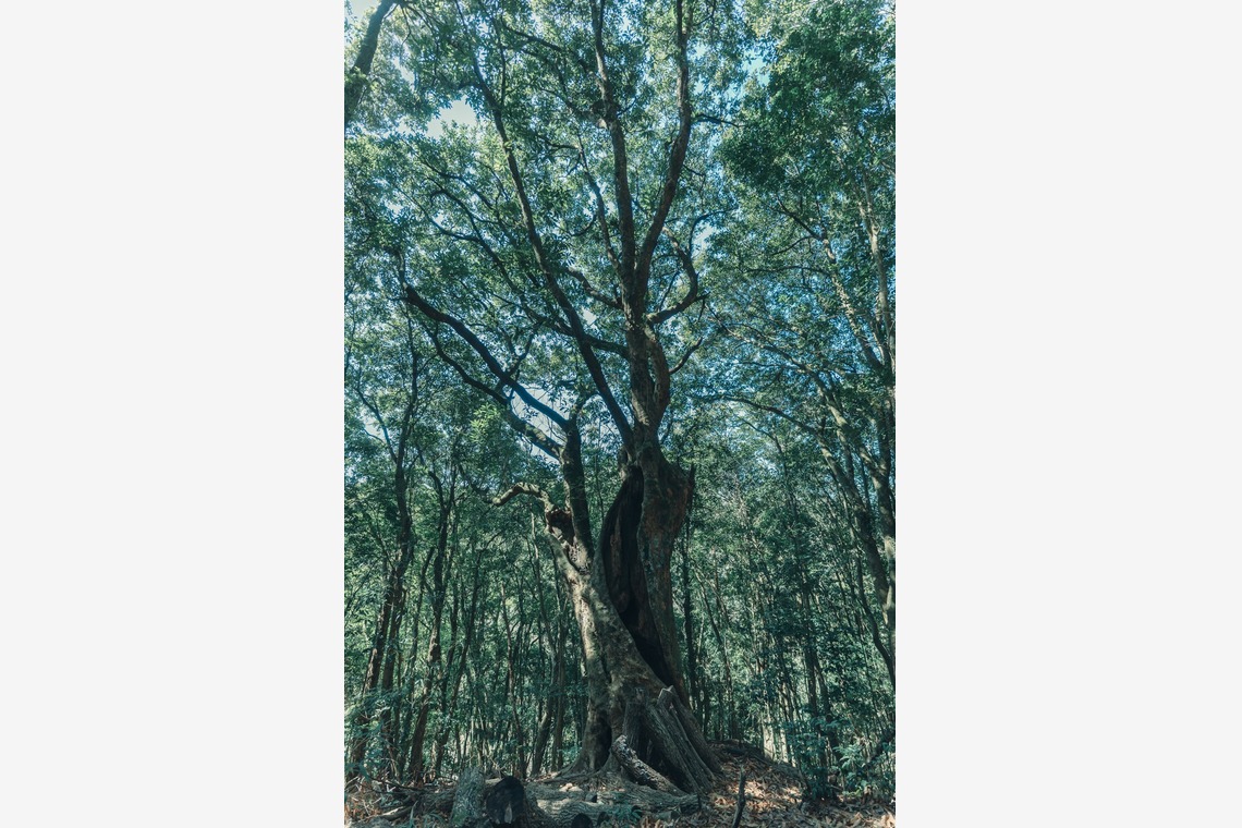 studio cactusが撮影した写真のアルバム「農家 - 風景／商品／人物」