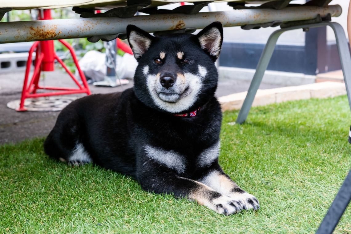 DESIGN STUDIO EEが撮影した「料理、店舗撮影　西アメリカ風シーフード料理 CafeHOPE（北海道東旭川）」の写真