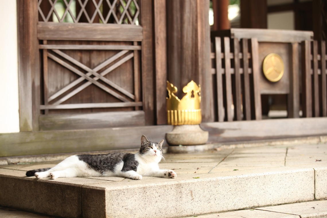 Kan Suzuki  photographyが撮影したエンゲージメントフォトのアルバム「七五三　白金氷川神社」