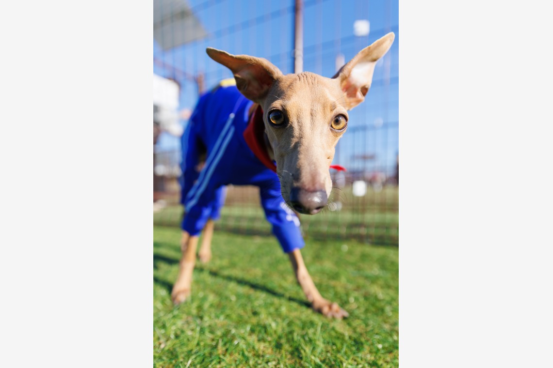 T.Matsumuraが撮影した「ペット」の写真