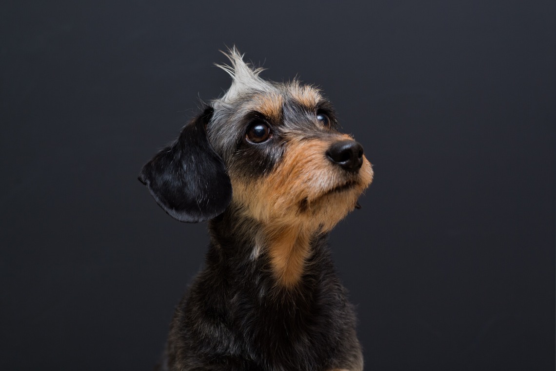 代表　安保　直紀が撮影した写真のアルバム「ペット撮影」