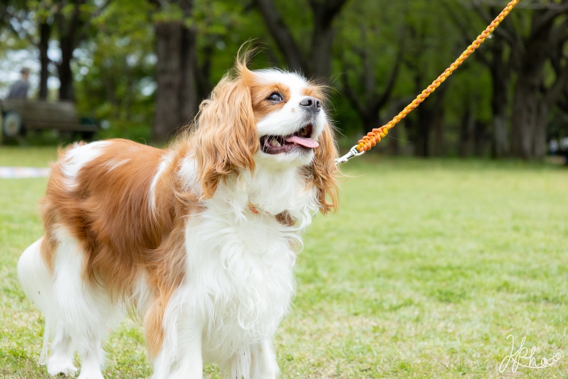 大森光太郎・K-PHOTOが出張撮影した家族写真(キッズ,ベビーフォト)などが写った「ペット撮影」の家族写真