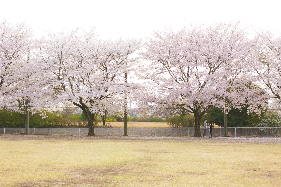 キタノフォトオフィス (北野尚史)が撮影した写真のアルバム「桜エンゲージメントフォト」