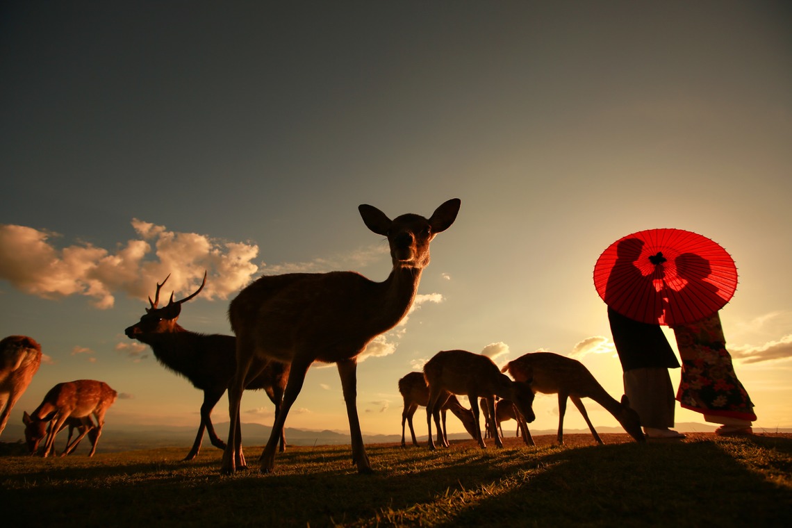 Photo of  taken by Hayashi Photo Works