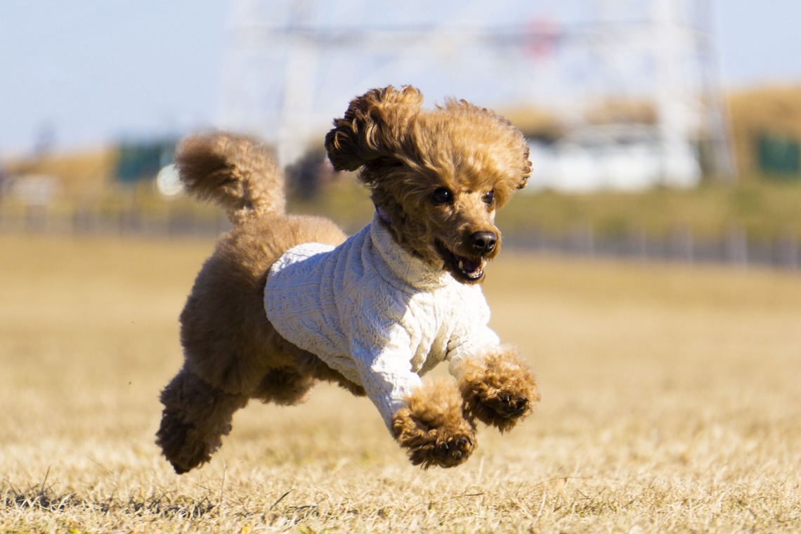 フォトグラフ山王