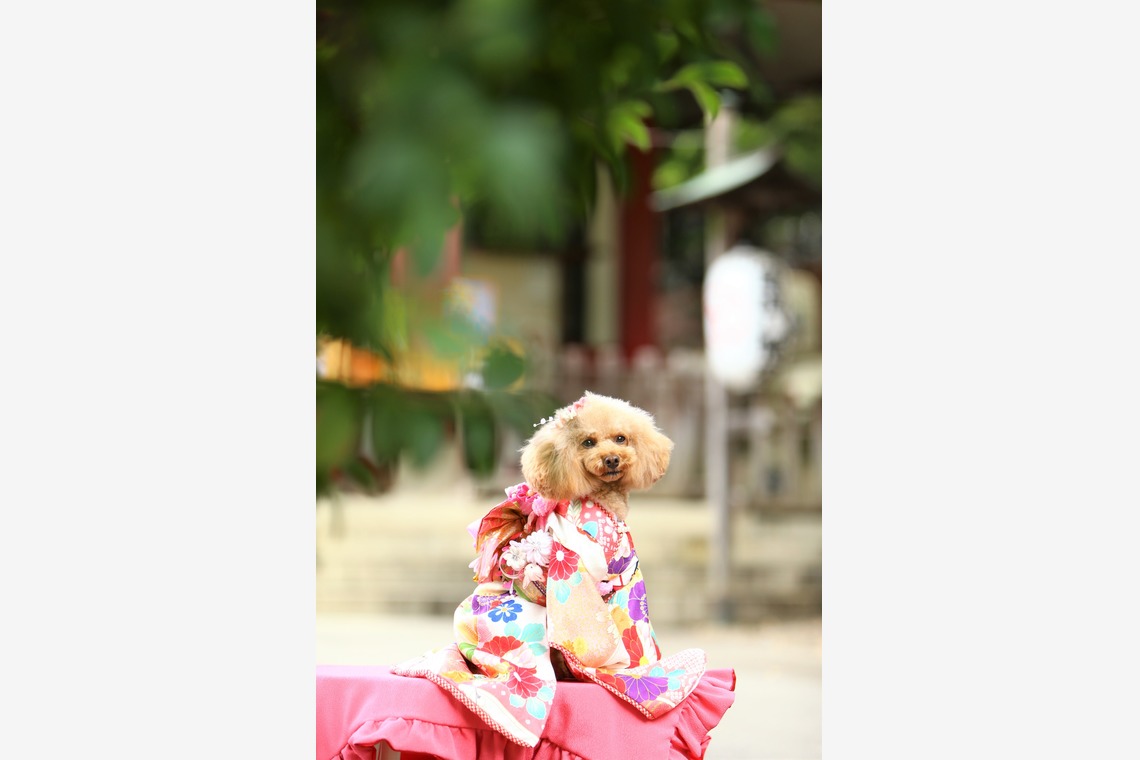 Photographer  Tomoが撮影した「わんちゃん七五三」の写真