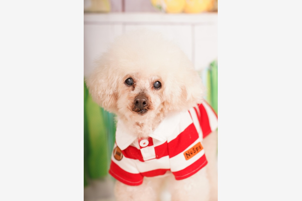 スタジオ　まるが撮影した「ペット撮影」の写真