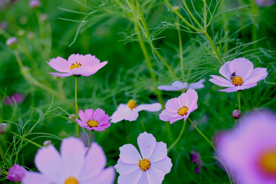 写真屋gonree　阿波根里恵が撮影した「風景写真（コスモス）」の写真