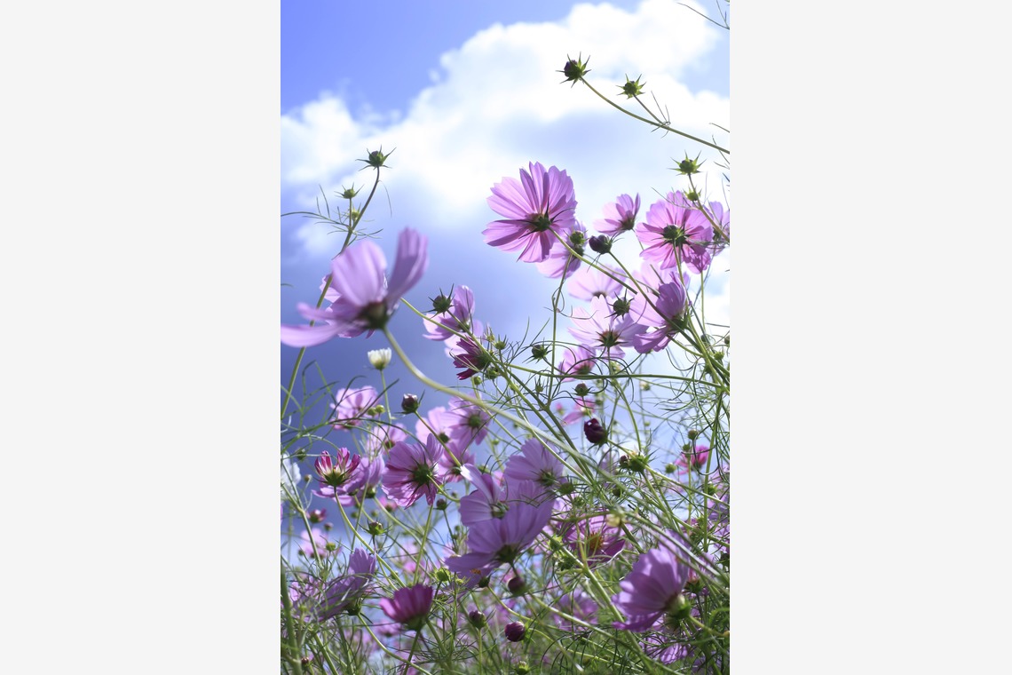 写真屋gonree　阿波根里恵が撮影した「風景写真（コスモス）」の写真