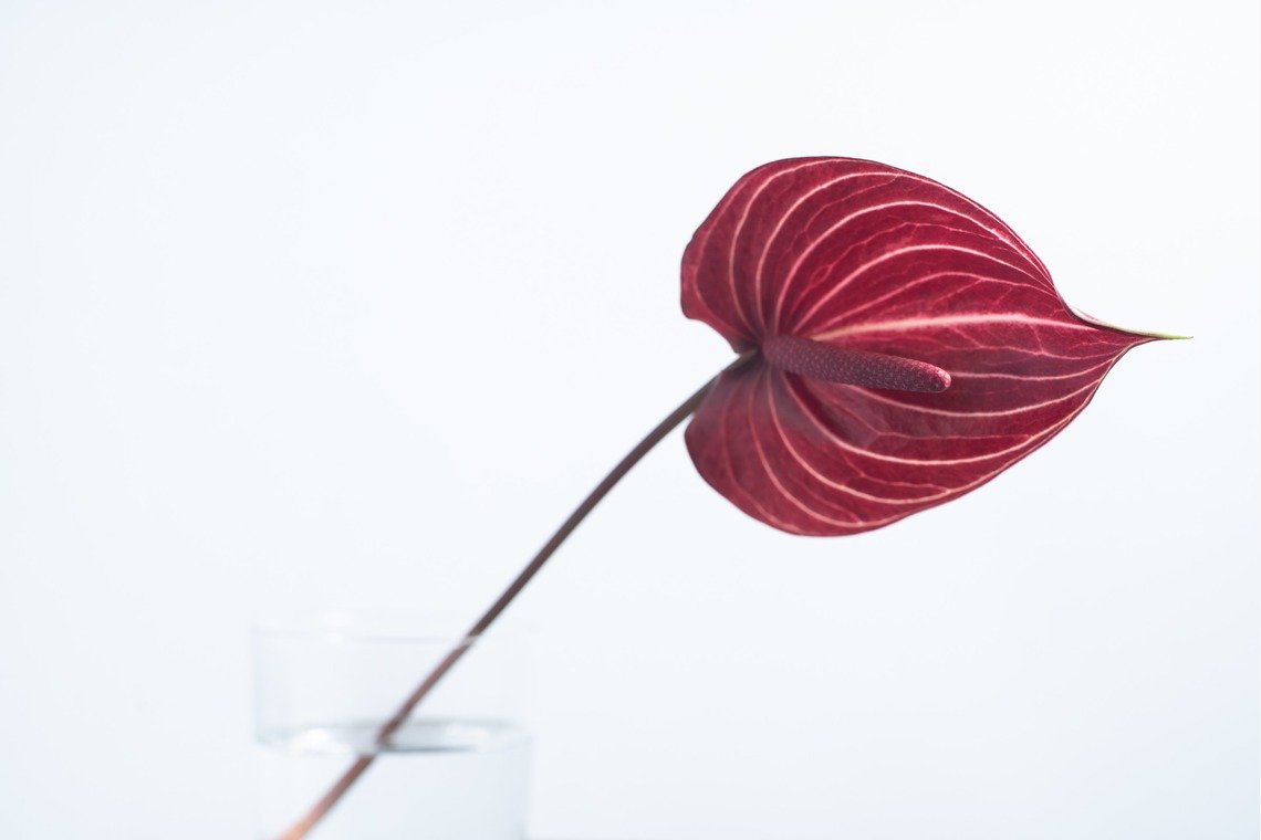 Nakamura Photo Worksが撮影した「」の写真