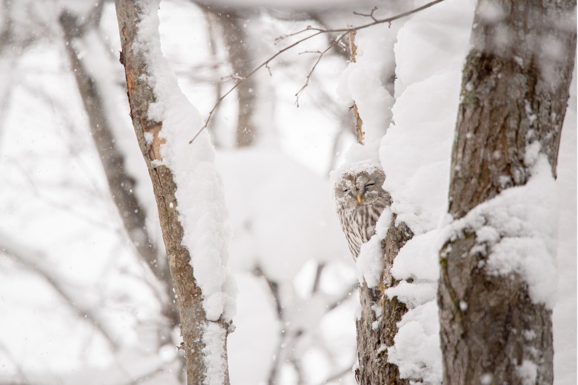 山口奈緒が撮影した「プライベートでの撮影（野生動物）」の写真