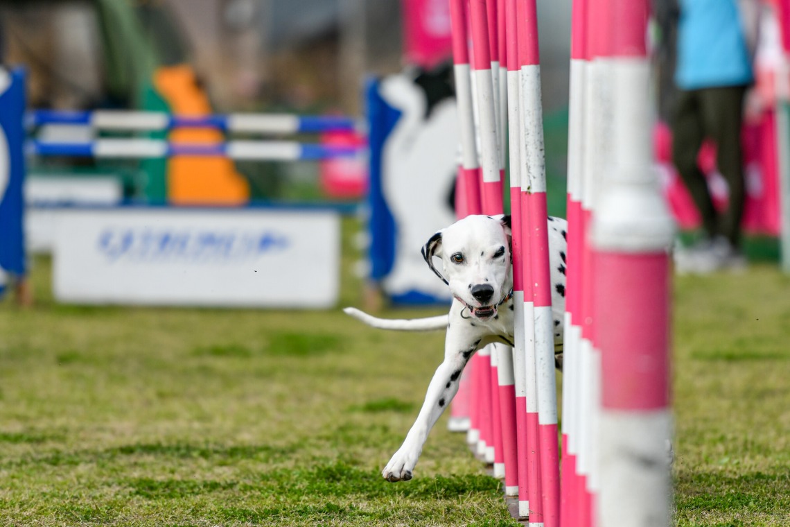 スタジオファンタスが撮影した写真のアルバム「ドッグスポーツエクストリーム」