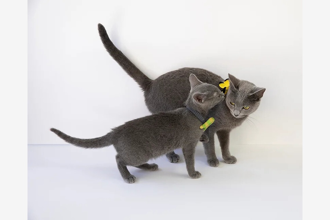 白井由香里写真事務所が撮影した写真のアルバム「動物」