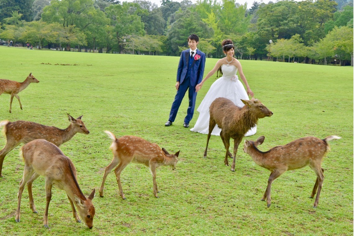 Album of the Wedding, Bridal taken by Kiki photo works - Pre Weddingphotoshoot at Nara