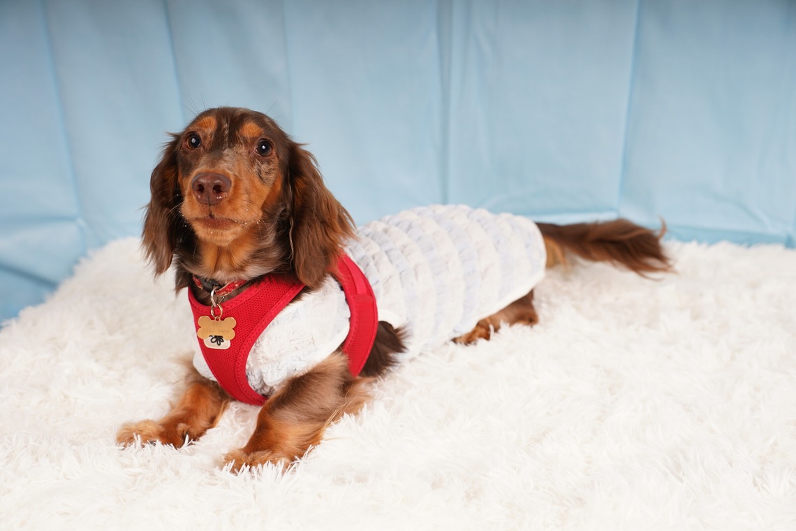 スタジオ　まるが撮影した写真のアルバム「ペット撮影」