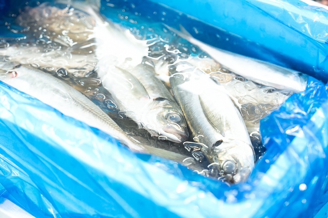 Photography_KanaUが撮影した写真のアルバム「魚屋（豊洲市場）」