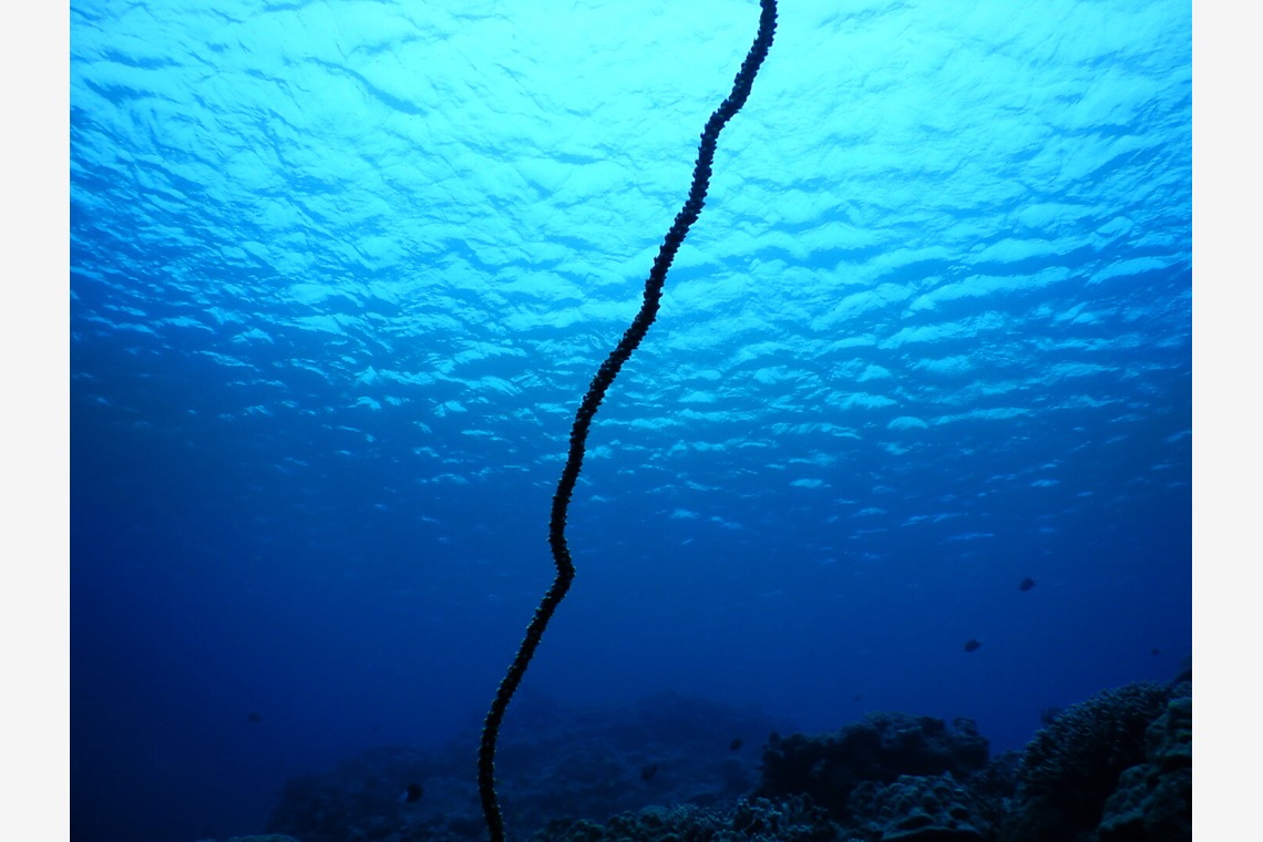 杉野優介が撮影した写真のアルバム「スキューバーダイビング水中撮影」