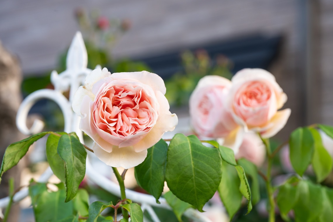 オフィス 芦野が撮影した「番外編（自宅）」の写真