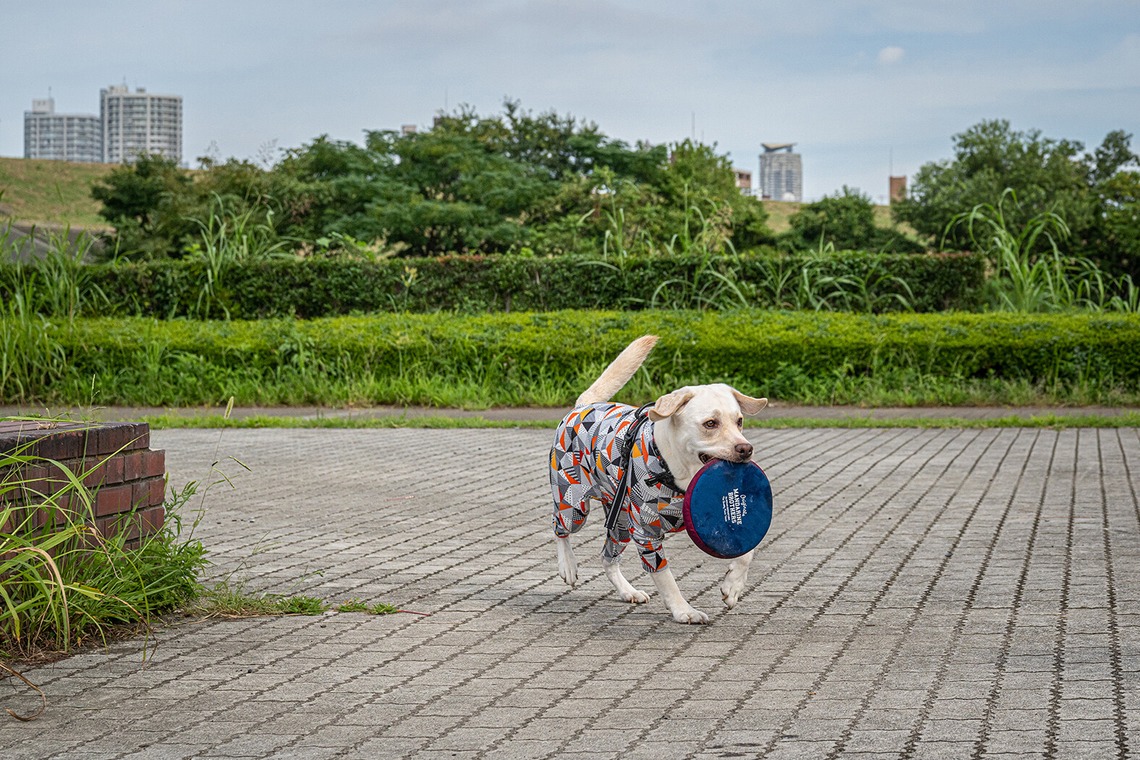 吉田佳央が撮影した「DOG SHOOTING」の写真