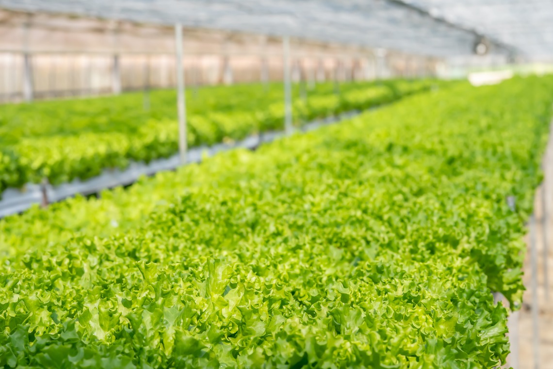 早川麗華が撮影した「企業向け/HP・広告使用写真」の写真