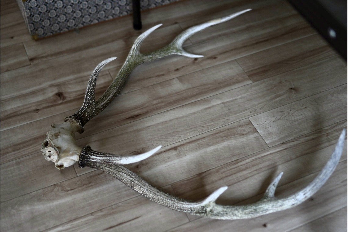 神部葵が撮影した「鹿猟師宣材写真、鹿肉料理撮影」の写真