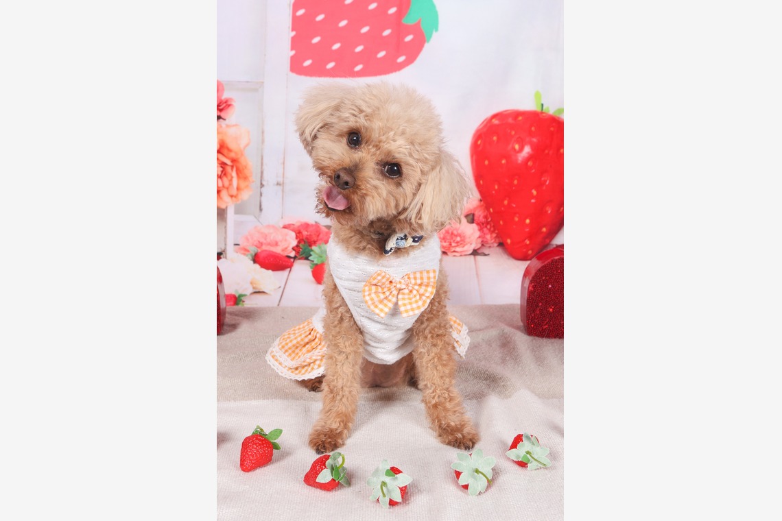 WithshopJapanが撮影した写真のアルバム「ペット撮影」