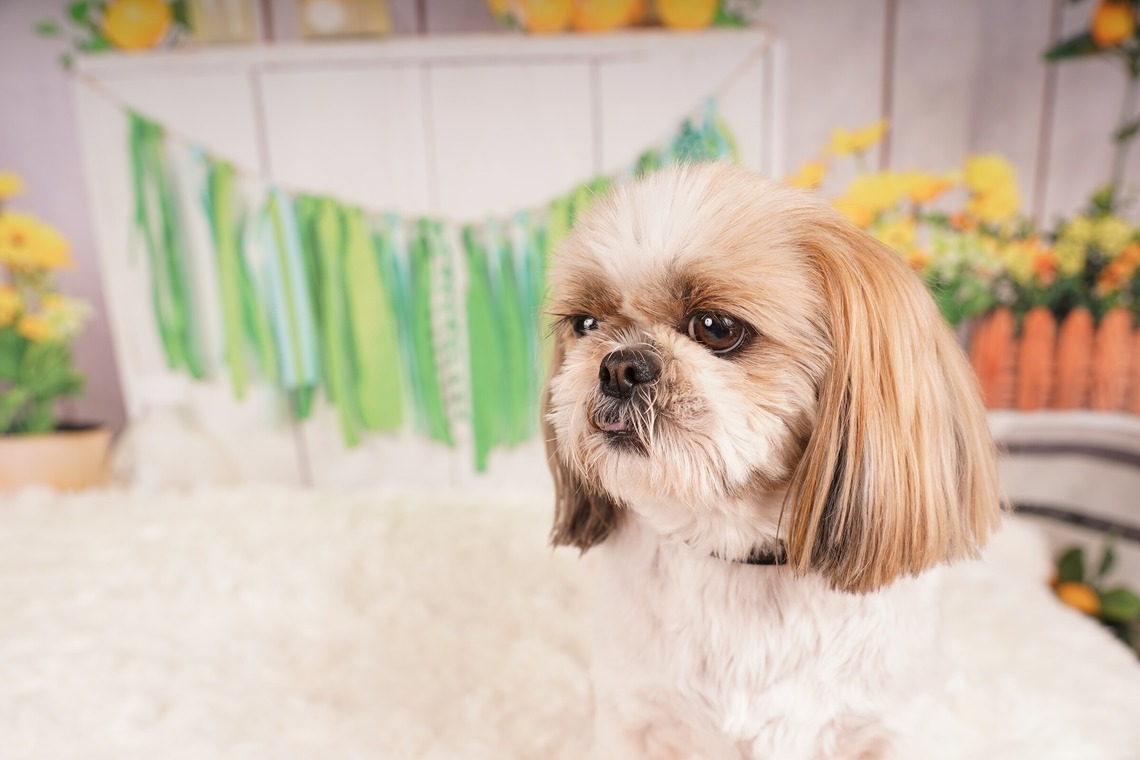 スタジオ　まるが撮影した「ペット撮影」の写真