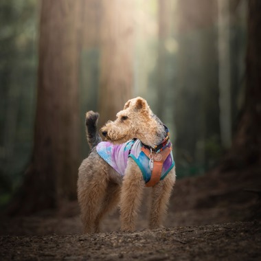 梅田　紫邑が撮影した「ドッグフォト」の写真