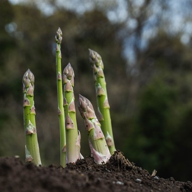 oryo studioが撮影した「記事」の写真