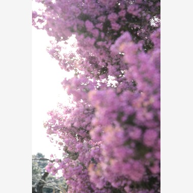 高田来未が撮影した「風景」の写真