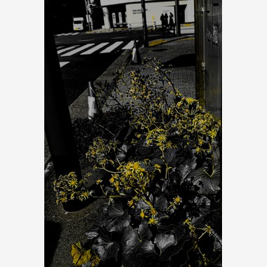 KotobukiPhotosが撮影した「花・植物」の写真