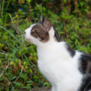 十時写真事務所が撮影した「猫」の写真