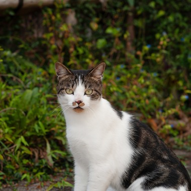 十時写真事務所が撮影した「猫」の写真