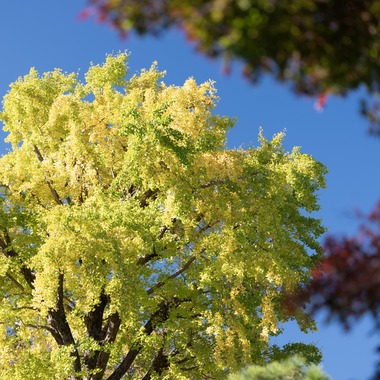 藤原和彦が撮影した「お寺さんでの七五三記念撮影」の写真
