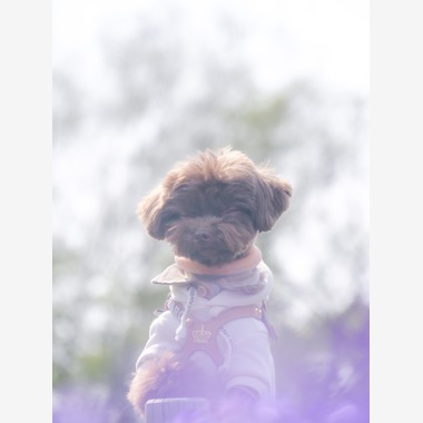 withが撮影した「ペット撮影」の写真